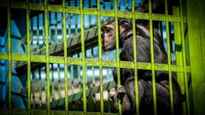 آزادی شامپانزه از قفس بعد از ۲۸ سال
