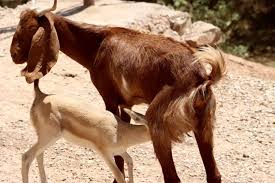 بز کوهی مادر به کودک کمک کرد تا بجنگد!