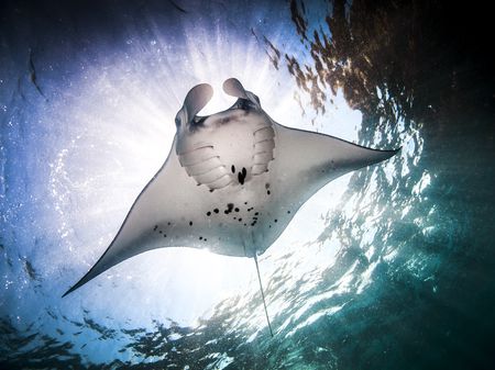 شتاب ناگهانی در لحظهٔ آخر سفره‌ماهی‌ها