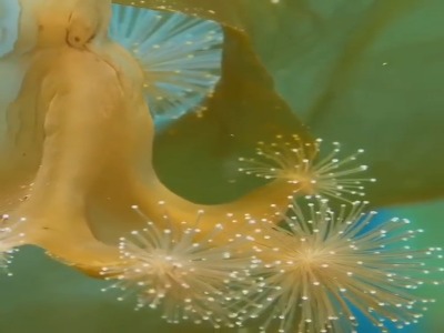 چتر دریایی ساقه دار جذاب