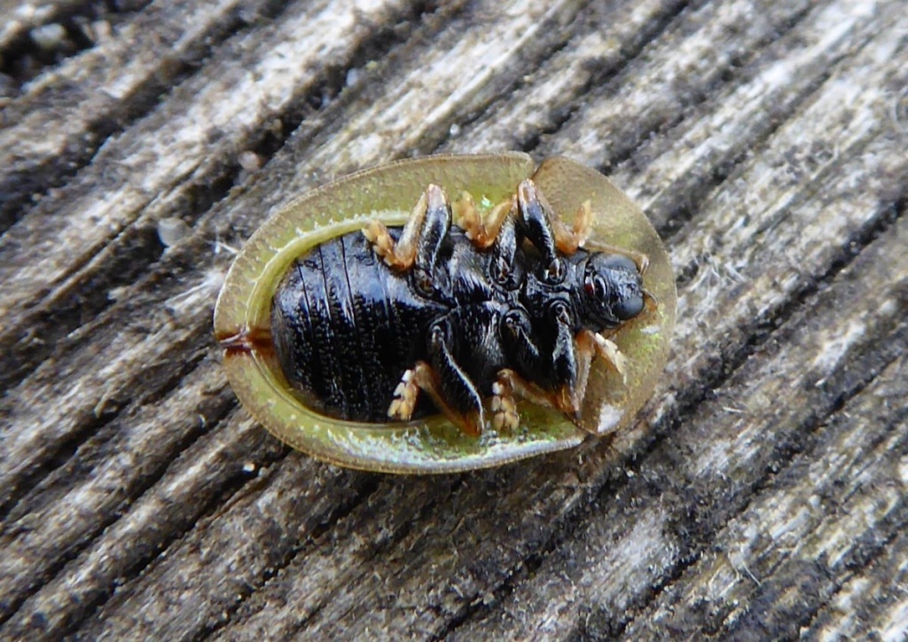 آیا تا به حال لارو سوسک لاک پشت را دیده اید؟