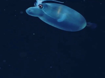 ماهی مرکب خوک