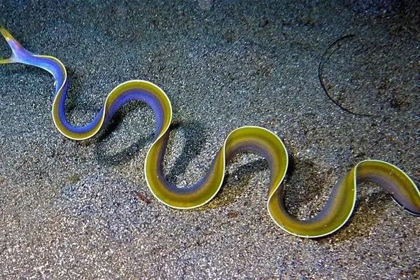 مشاهده نادر مارماهی روبانی در اعماق اقیانوس