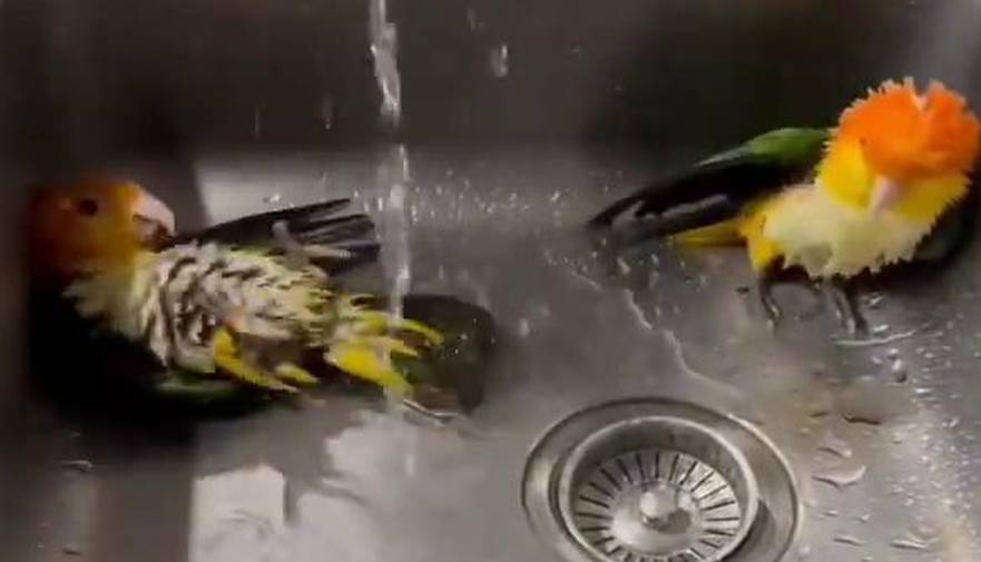 آب تنی بامزه پرنده ها در سینک ظرفشویی