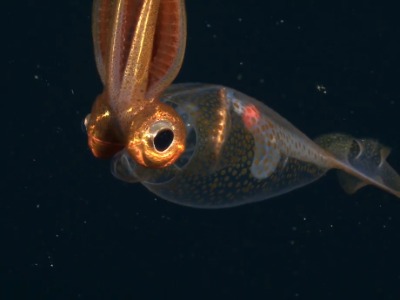 کرانچییدها؛ ماهی های مرکب شیشه ای