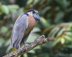 منقار عجیب پرنده ای با پرهای خاکستری