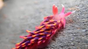 حلزون دریایی رنگین‌کمان