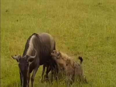 وقتی شیرها به کفتارها درس شکار کردن می دهند!