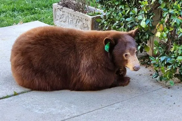 سکونت خرس بزرگ زیر یک خانه!
