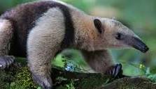 مورچه خواران برخلاف نامشان فقط مورچه ها را نمی خورند!