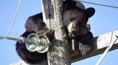 نجات معجزه‌آسای خرس بازیگوش از برق‌گرفتگی