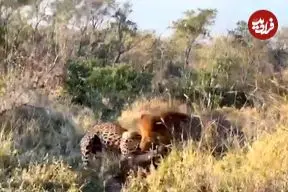 وقتی پلنگ می خواهد گراز را شکار کند، اما خودش توسط شیر شکار می شود!