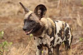 سگ های وحشی،یکی از در معرض خطرترین شکارچیان آفریقا