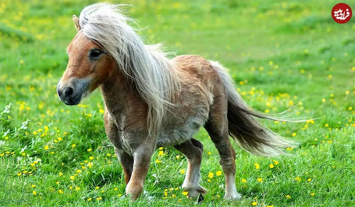 کوچک‌ترین و بامزه ترین اسب جهان