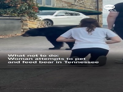 کار خطرناک یک زن برای غذا دادن و نوازش خرس در خیابان!