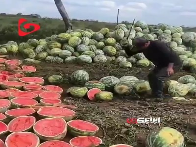 از بین بردن چندین تن هندوانه توسط کشاورز عصبانی!