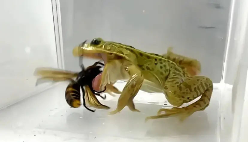 زنبورهای قاتل کابوس جانوران دیگر هستند؛ اما قورباغههای بیباک برکه آنها را یک لقمه میکنند