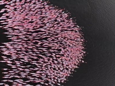 شگفتی دیدنی فلامینگو ها در تالاب میانکاله