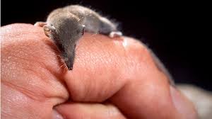 جانوری که با گوشهایش می بیند!