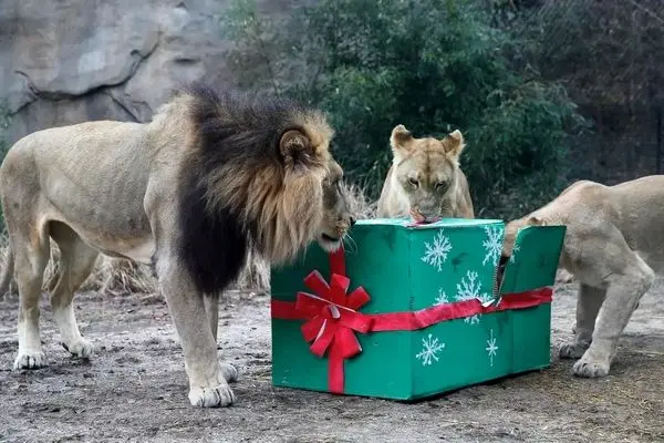 لذت حیوانات در باغ‌وحش از خوراکی‌های ویژه کریسمس