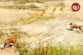 تلاش مشترک شیر و پلنگ برای شکار یک ایمپالا!