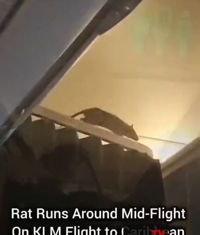 ورود موش غول‌پیکر به هواپیمای مسافربری؛ افتضاح بهداشتی در خطوط هوایی هلند!