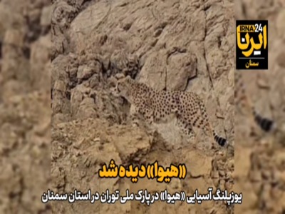 مشاهده «هیوا» یوزپلنگ آسیایی در پارک ملی توران