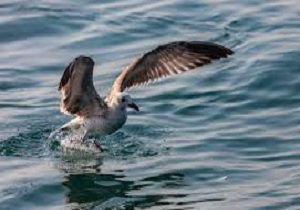 ترفند دیدنی یک پرنده برای شکار ماهی