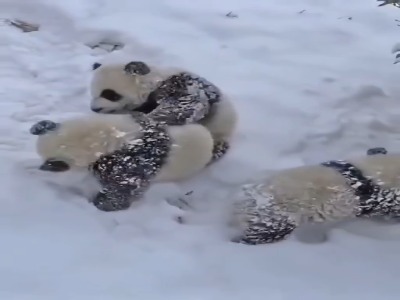 واکنش دیدنی پانداها هنگام دیدن برف