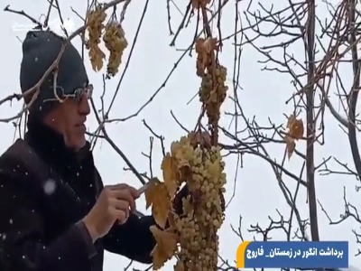 اینجا در زمستان انگور برداشت می‌کنند!
