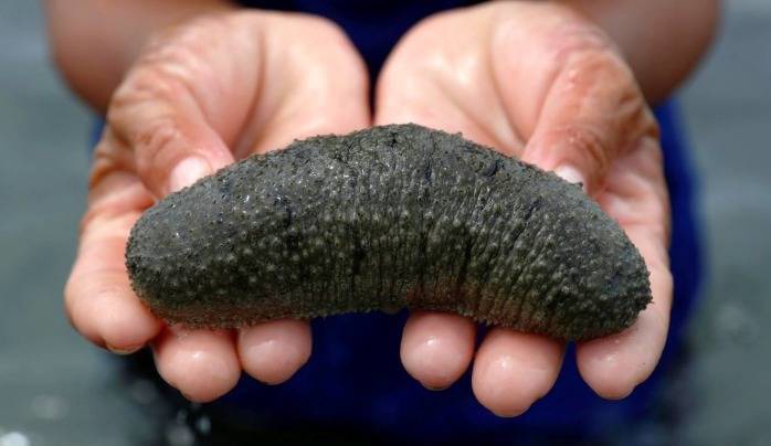 میدونی خیار دریایی هم داریم؟