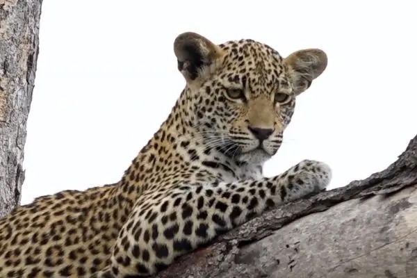 پلنگی در بالا و انسانی در پایین؛ اوج پیوند با طبیعت!