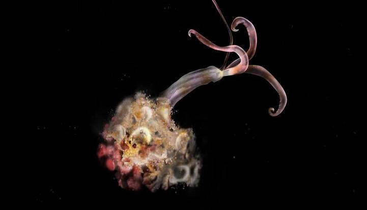 نگرانی دانشمندان از ناپدید شدن کرم‌های زامبی