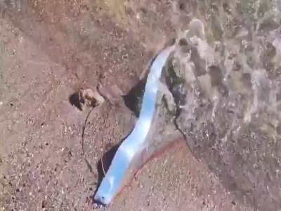 پاروماهی، موجودی در اعماق دریا که به ندرت توسط انسان دیده می شود