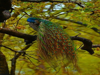 تصاویر زیبا از طاووس هندی