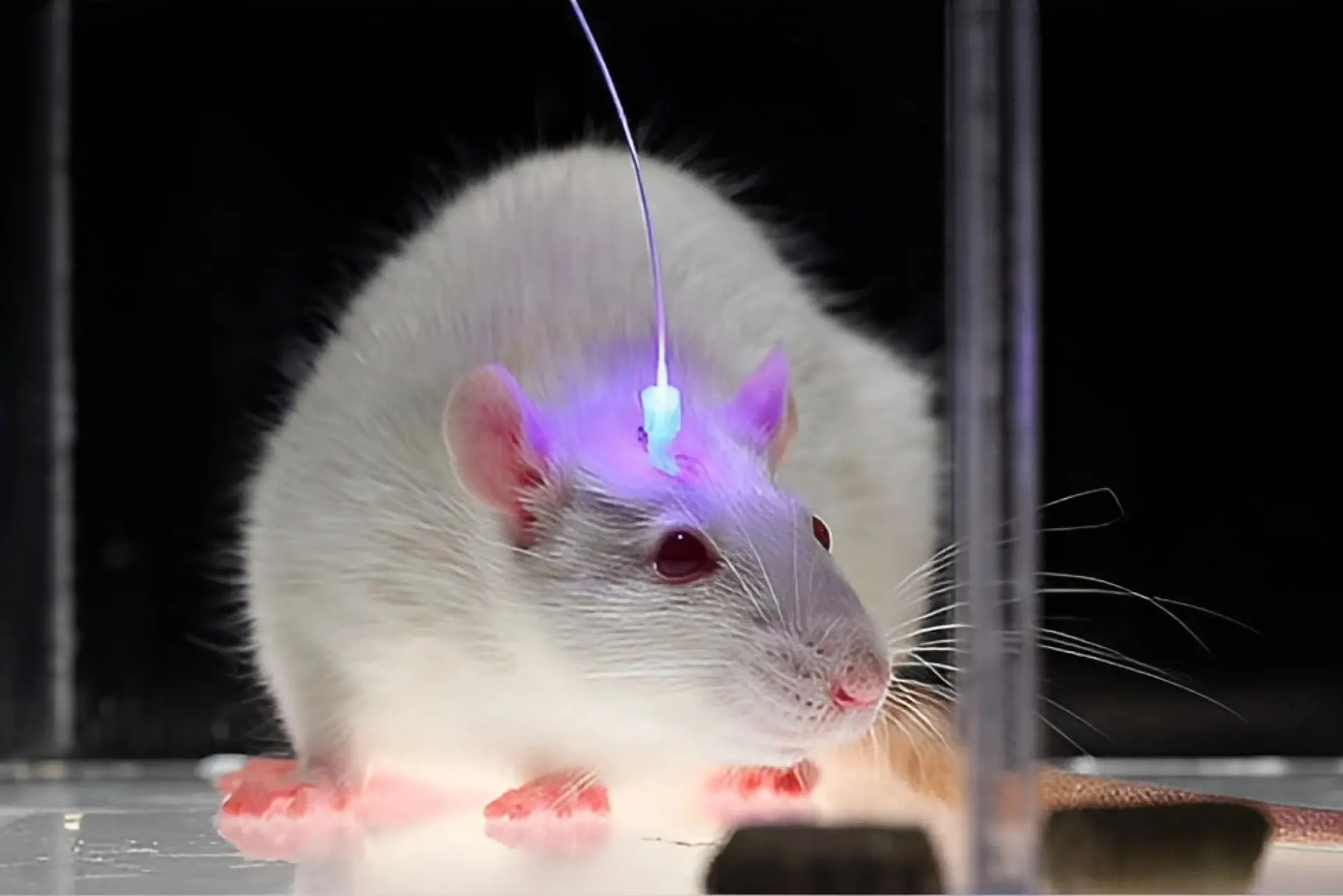 ایران پرسمان