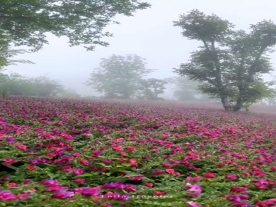 برداشت گل گاو زبان ، در هوای مه آلود