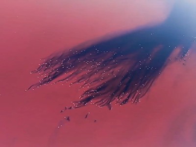 فلامینگوها در دریاچه مهارلو؛ شیراز