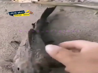 ماهی عجیب پروتوپتروسه