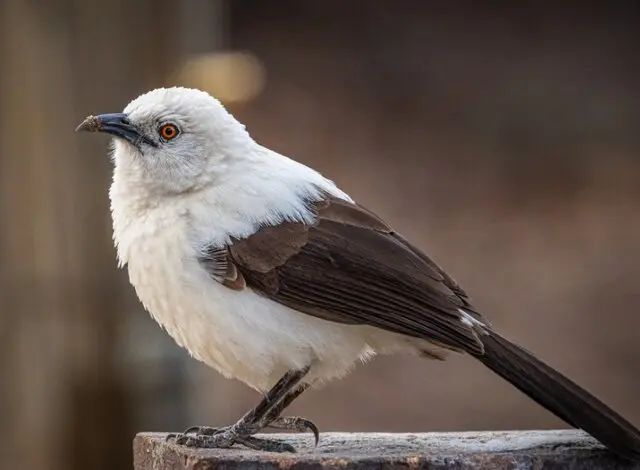 ایران پرسمان