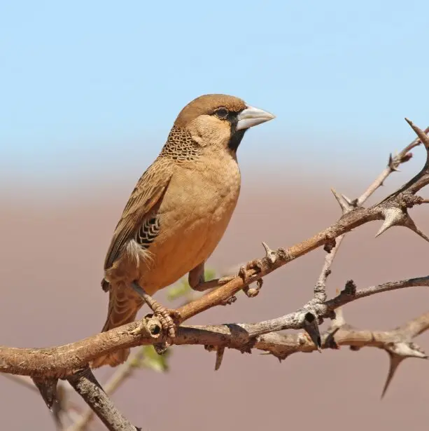 ایران پرسمان