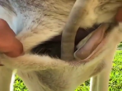 کیسه‌ ی ماده کانگورو ها