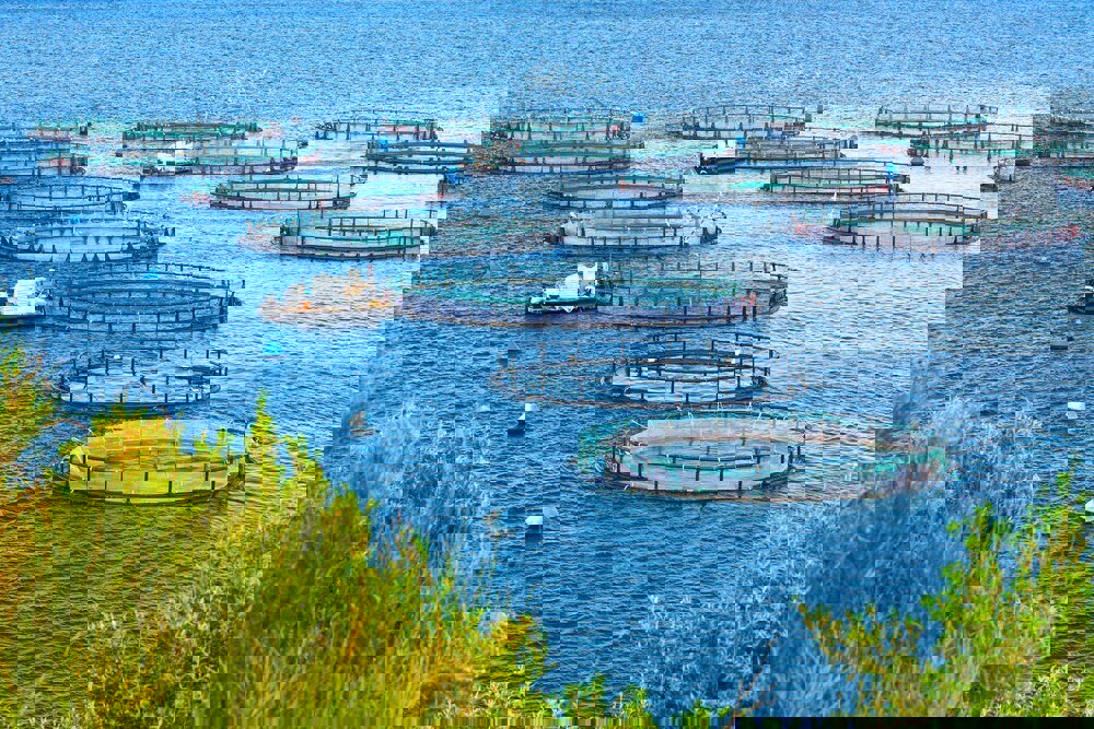 برنامه تولید ۱.۸ میلیون تن آبزیان؛ پژوهش‌های کاربردی حمایت می‌شود