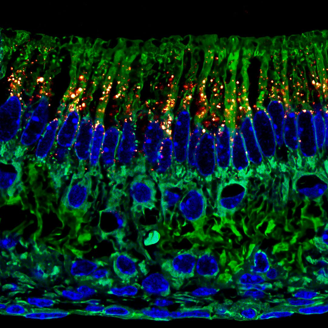 ایران پرسمان