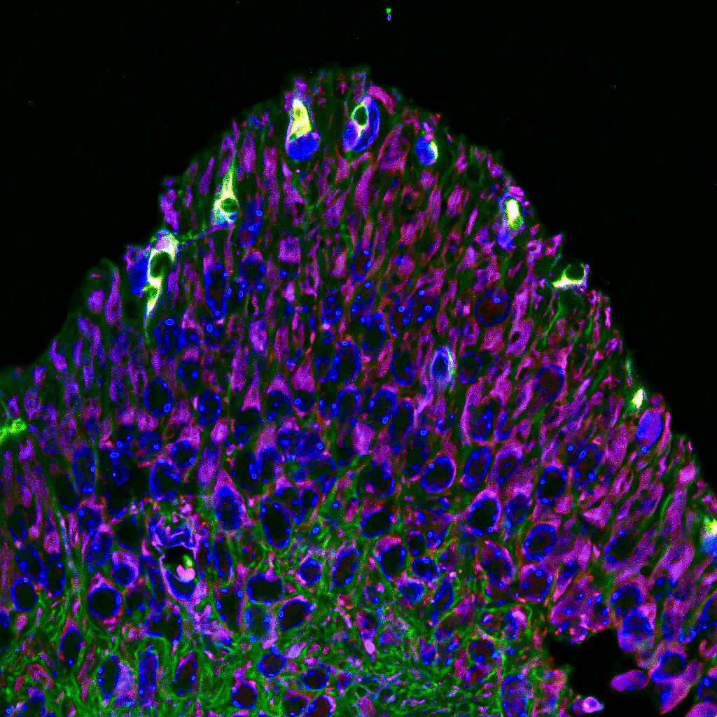 ایران پرسمان