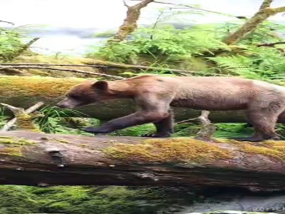 خرس در جست و جوی غذا