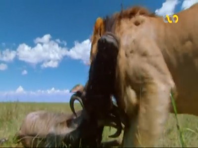 جدال شیر و کرکس!