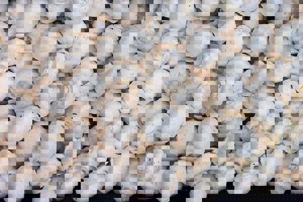 قیمت انواع قارچ اعلام شد