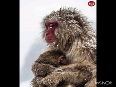 روایت مادرانگی در دل طبیعت