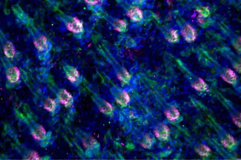 ایران پرسمان